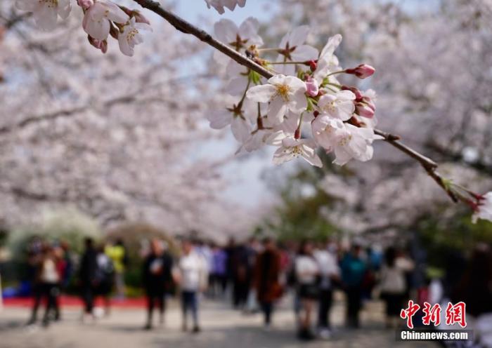 昭通文旅部发布清明节假期出游提醒：抵制不合理低价游