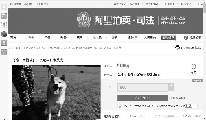 昭通主人拖欠寄养费 小柴犬被拍卖引起网友围观